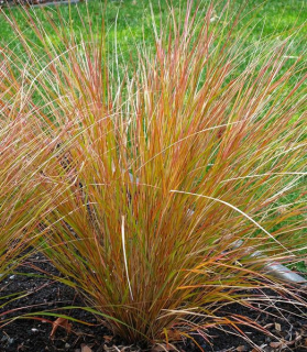 Anemanthele lessoniana 'Sirocco'